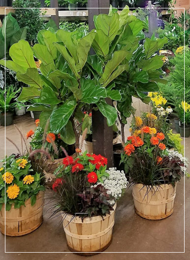 Flower pots in a display