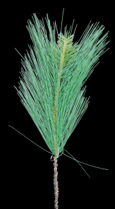 Assorted Long Needle Pine x 3 S/12
18"