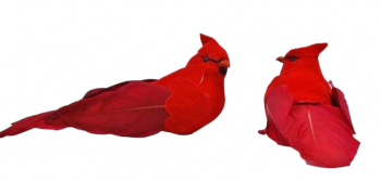 Birds Mushroom Cardinals S/12 5''