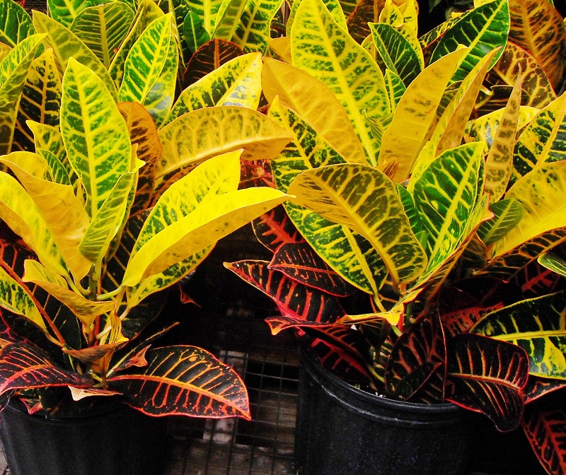 Croton Plants in the greenhouse at Bonnett Wholesale 