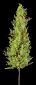 Cypress Tree with Cones 30''