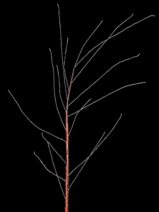 Dogwood Red Wired Twig Branch 61'' 