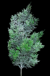 Frosted Cypress Spray 20"