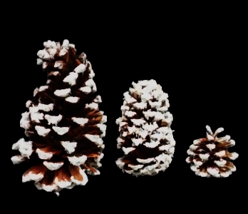 Frosted Pine Cones 3 Sizes 
