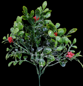 Frosted Pittosporum/Berry Pick S/12 10''