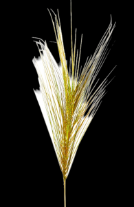 Gold Onion Grass x 18 S/12 16''