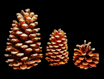 Lacquered Pine Cones 3 Sizes 