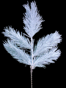 Long Needle Iced Scotch Pine x 5 20''
