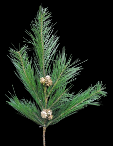 Long Needle Pine Tip Spray with Pine Cones x 6  22'' 