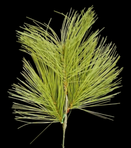 Long Needle Sierra Pine Pick x 3 18'' 