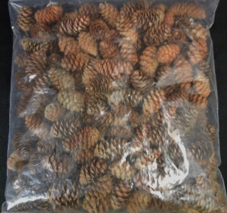 Natural Picked Mini Pine Cones x 3 S/25