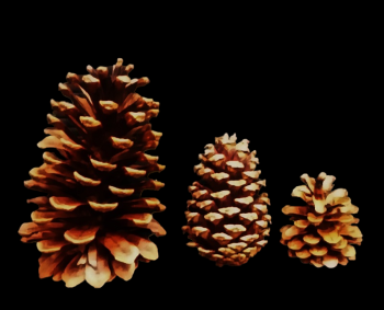 Natural Pine Cones 3 Sizes