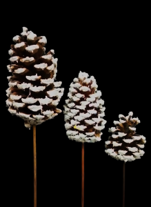Frosted Picked Pine Cones