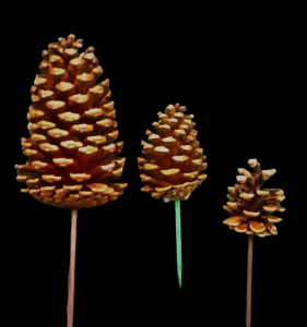 Lacquered Picked Pine Cones 3 Sizes 