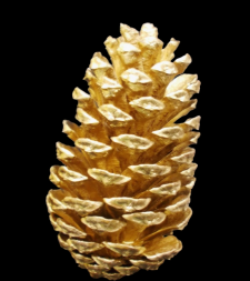 Medium Gold Picked Pine Cones S/100