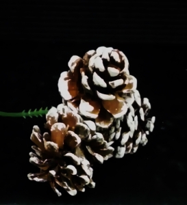 Frosted Picked Mini Pine Cones x 3 S/25