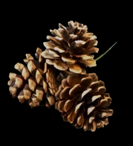 Natural Picked Mini Pine Cones x 3 S/25