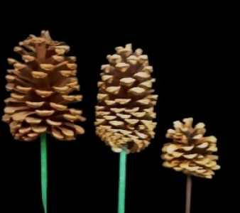 Natural Picked Pine Cones