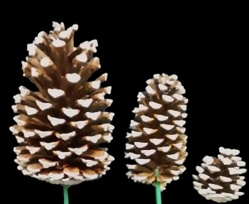 White Tipped Picked Pine Cones 3 Sizes 