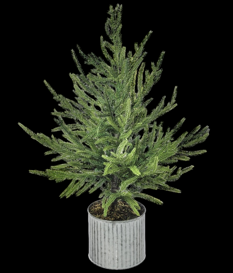 Potted Norfolk Pine Tree 28"