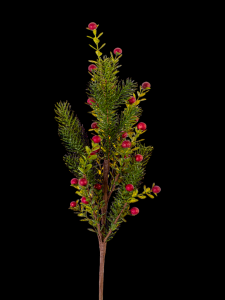 Red Berry Pine Branch 20'' 
NO LONGER AVAILABLE