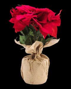Red Poinsettia x 7 in Burlap Pot 17''