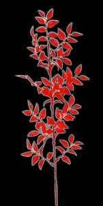Red Ruscus x 15 S/12 18''