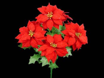 Red Velvet Poinsettia x 7 17", 5" Blooms