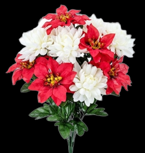 Red/White Mixed Poinsettia Mum x 12
19''