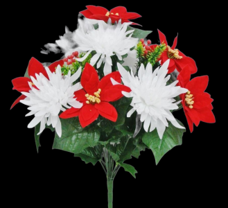 Red/White Mixed Poinsettia Mum x 12
11''