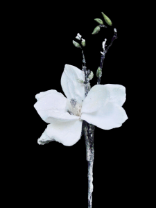 Snowy Magnolia Pick 18"