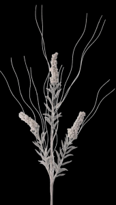 White Glitter Berry Spike Twig Spray x 3
30''
NO LONGER AVAILABLE