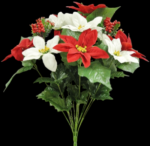White/Red Poinsettia x 12
20", 5" Blooms