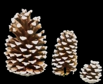 White Tipped Pine Cones 3 Sizes 