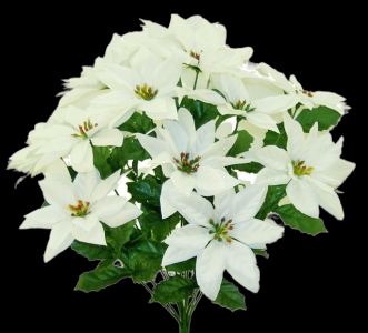 Weather Resistant White Poinsettia x 14
20", 6" Blooms
