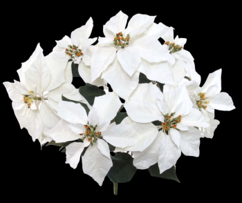 Weatherproof White Poinsettia x 7
20", 11" Blooms