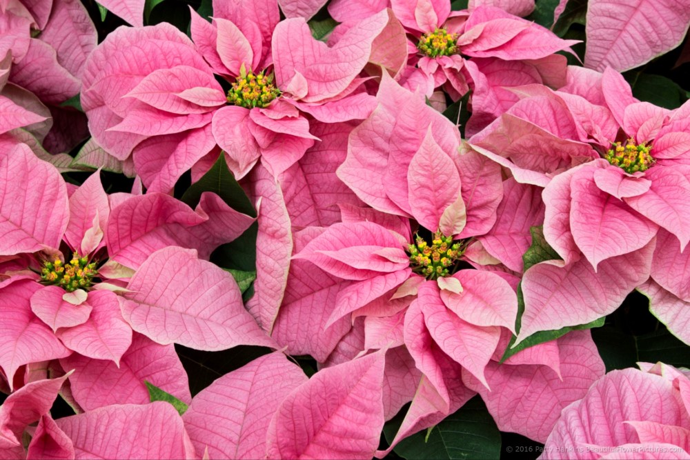 Pink Poinsettia Blooms Just Because