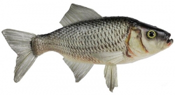 White Perch/Fish 10" 