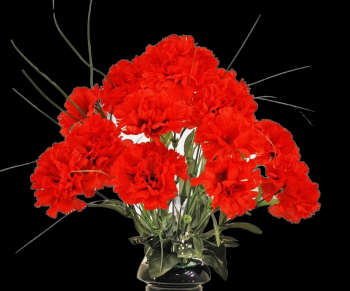 Red Carnation x 14 18" 