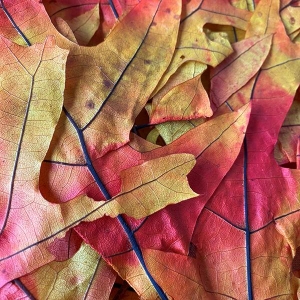 Autumn Transparent Oak Leaves 1lb 