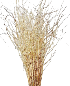 Birch Branches Painted Gold S/10
3' - 4'