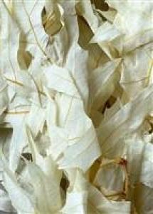 Bleached White Transparent Oak Leaves 1lb 