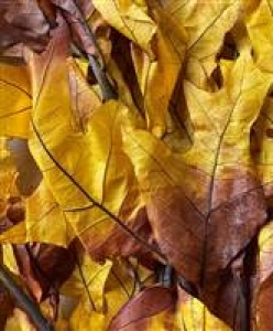 Brown Transparent Oak Leaves 1lb 