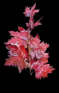Burgundy Maple Leaf Spray  27" 