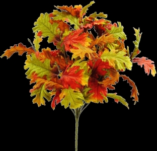 Flame Oak Leaf Bush x 14  23" 