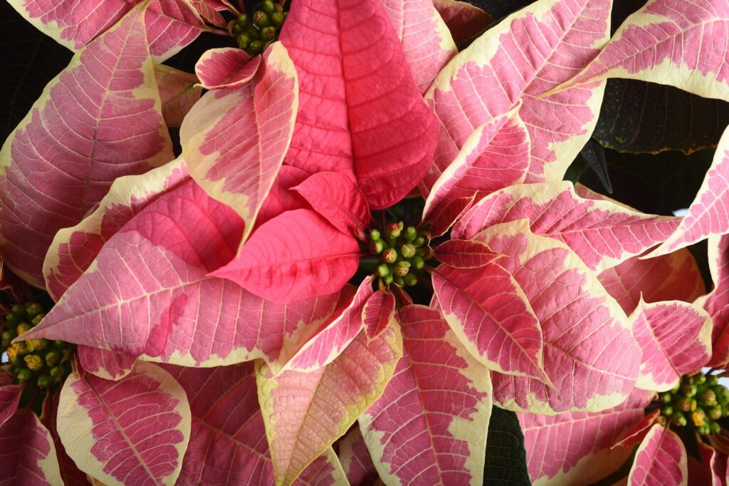 Pink and White Poinsettia, Just Because