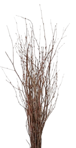 Long Natural Birch Branch Bundle 
3'- 4' 