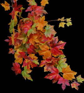 Maple Leaf Hanging Vine x 10 27" 