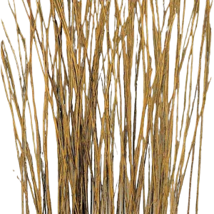 Natural Asian Willow S/100 5' 