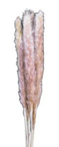 Natural Mini Eryanthus (Pampas Grass) S/10 36" 